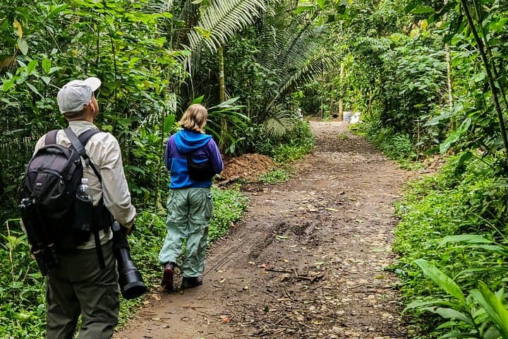 Birding Salento's Torrent River: Easy Hike & Bird ID in Quindío photo 3