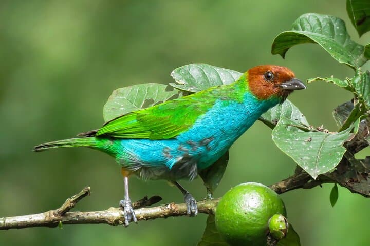 Birding Salento's Torrent River: Easy Hike & Bird ID in Quindío