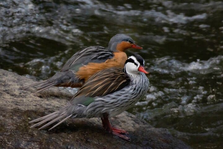 Birding Salento's Torrent River: Easy Hike & Bird ID in Quindío photo 5