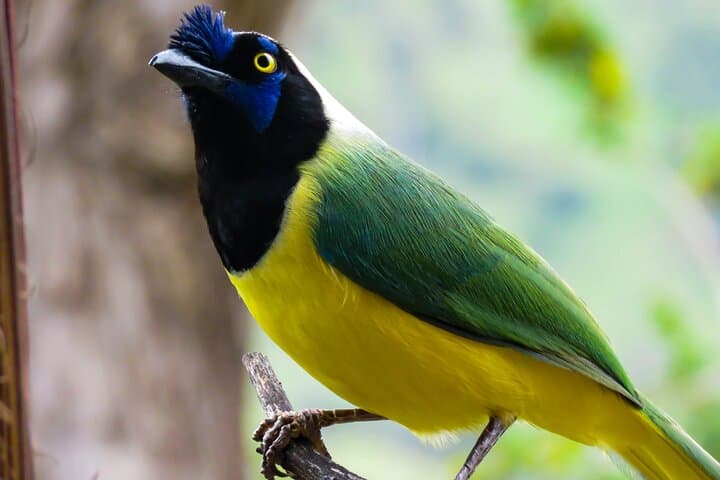Birding Salento's Torrent River: Easy Hike & Bird ID in Quindío photo 6