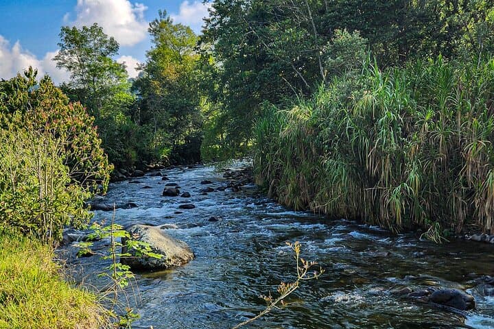 Birding Salento's Torrent River: Easy Hike & Bird ID in Quindío photo 2