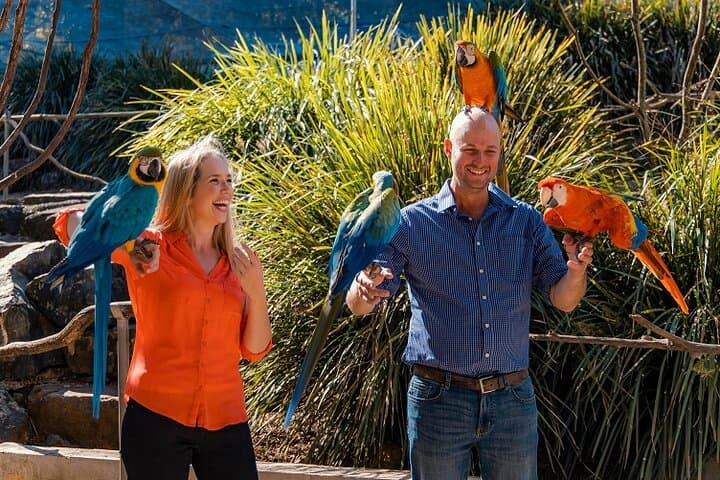 Maleny Botanic Gardens Bird Aviary Experience — Up-Close Aviary Encounters Near the Glass House Mountains