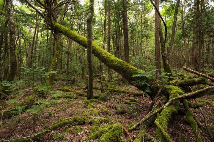 Aokigahara Jukai Forest Tour at Mt. Fuji — Guided Lava-Cave & Lake Saiko Exploration photo 1