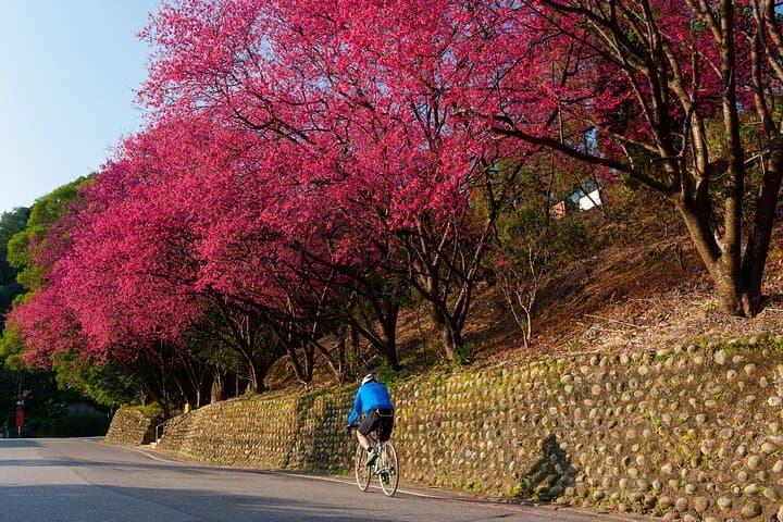 Maokong Gondola & Shenkeng Old Street: Tea Tasting and Stinky Tofu Day Tour