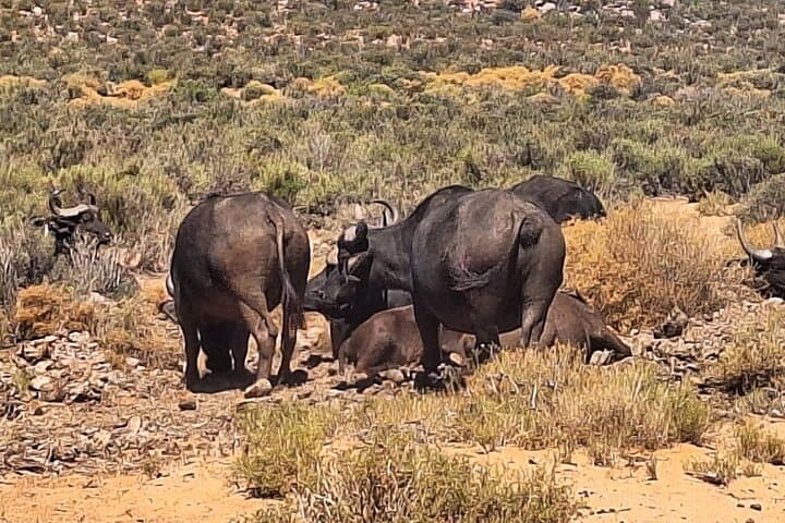 Full-Day Aquila Big 5 Safari from Cape Town — Private Game Drive & Wildlife Experience