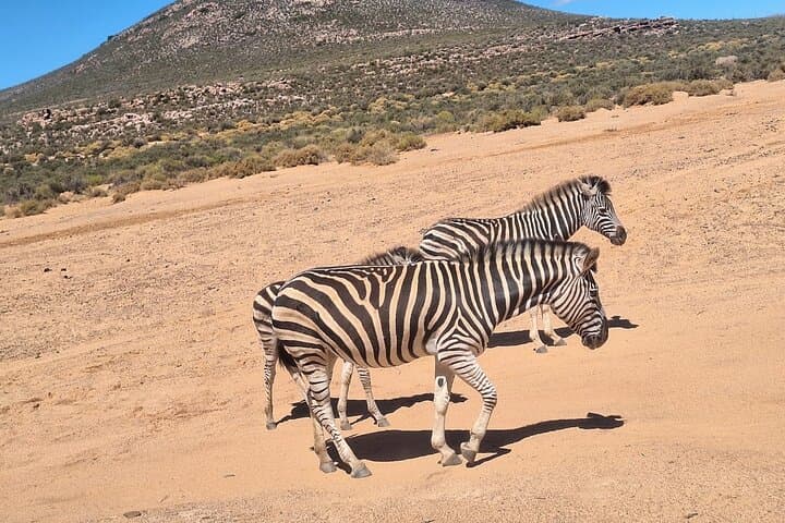 Aquila Game Reserve Full-Day Big Five Safari from Cape Town photo 6