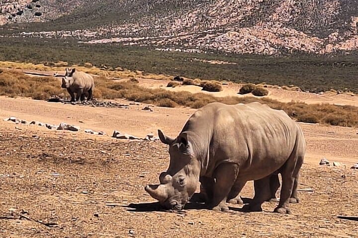 Aquila Game Reserve Full-Day Big Five Safari from Cape Town photo 5