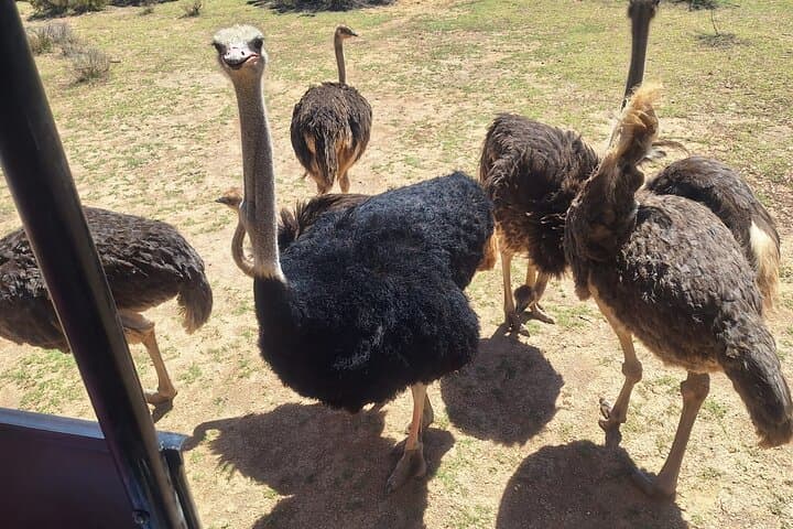 Full-Day Aquila Big 5 Safari from Cape Town — Private Game Drive & Wildlife Experience photo 5