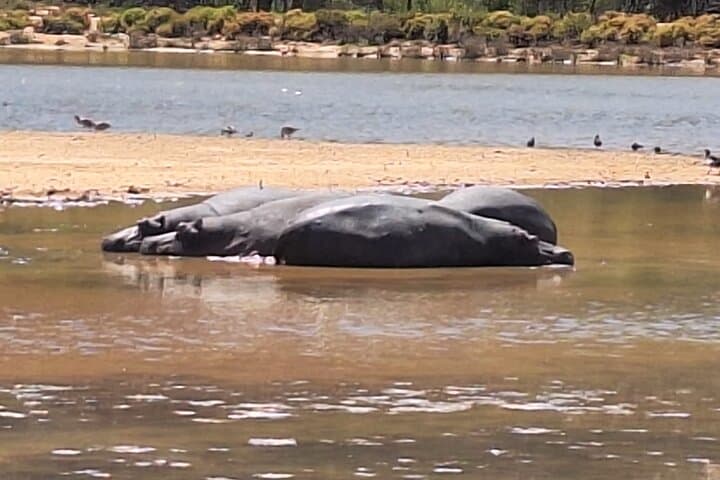 Full-Day Aquila Big 5 Safari from Cape Town — Private Game Drive & Wildlife Experience photo 6