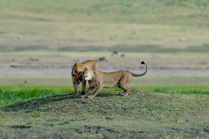 3-Day Masai Mara Lodge Safari: Game Drives, Hippo Pool & Maasai Village photo 2