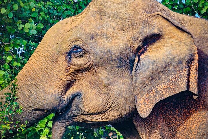 Udawalawe Private Safari: Close Encounters with Wild Elephants in Sri Lanka photo 1