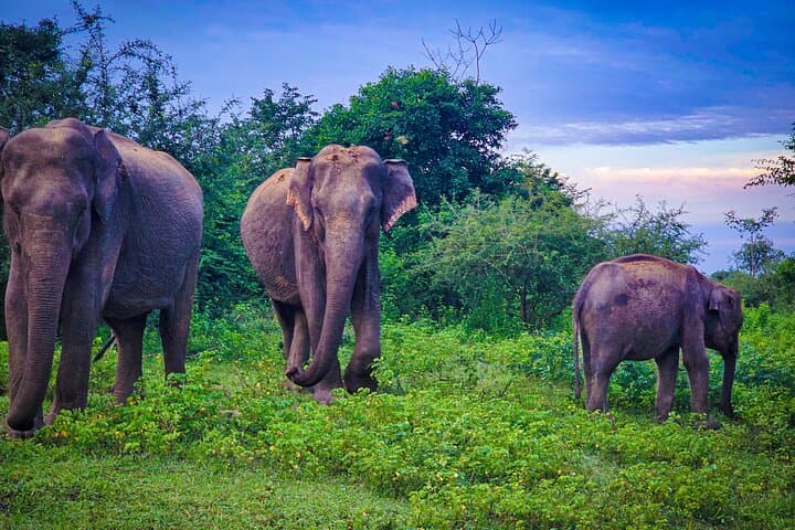 Udawalawe Private Safari: Close Encounters with Wild Elephants in Sri Lanka photo 2