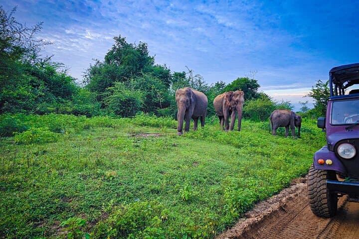 Udawalawe Private Safari: Close Encounters with Wild Elephants in Sri Lanka photo 3