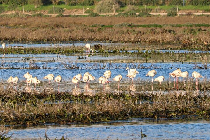 Algarve Seaside Tour with Vineyard Lunch — Ria de Alvor, Ferragudo & Arade Canning photo 2