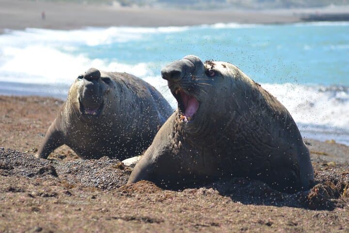 Peninsula Valdés Full-Day Wildlife & Whale Watching from Puerto Madryn