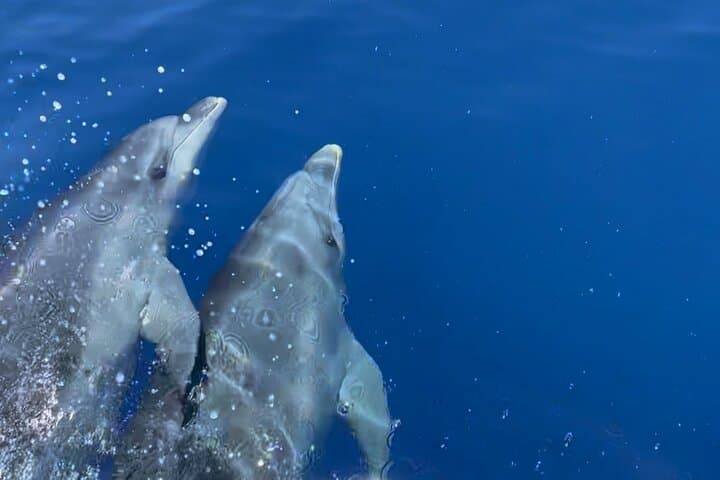 Calanques of Piana Small-Group RIB Tour from Cargèse — Capo Rosso & Swimming Pool Arch photo 4