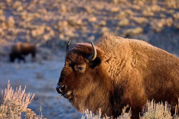 Yellowstone Half-Day Photo Safari: Mammoth, Lamar Valley & Old Faithful in One Morning photo 5