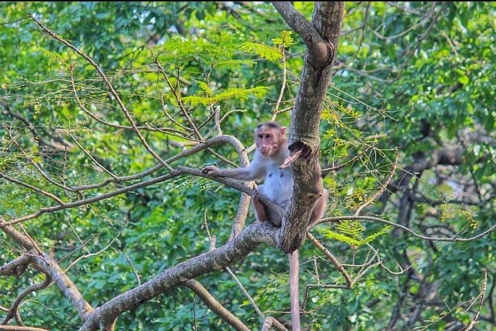 Sanjay Gandhi National Park and Kanheri Caves Day Tour from Mumbai photo 3