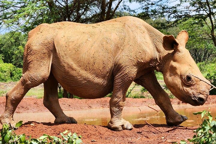 Nairobi Half-Day: Elephant Orphanage & Giraffe Centre Tour photo 6