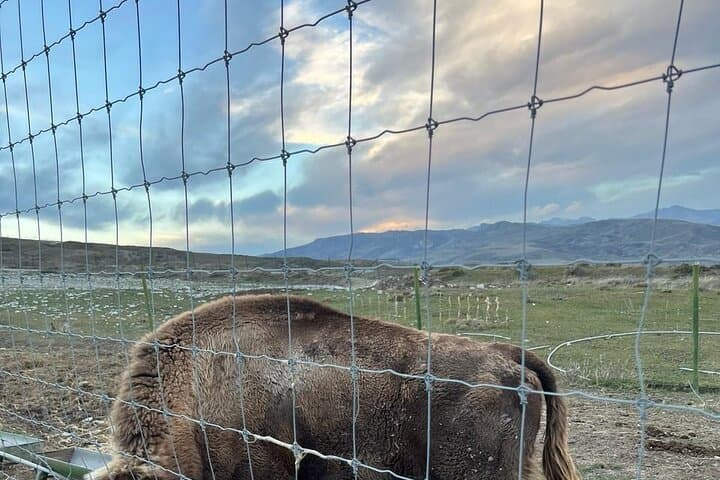 Shamakhi Safari Park & Lahij Village Day Tour — Wildlife, Copper Crafts and Mountain Roads