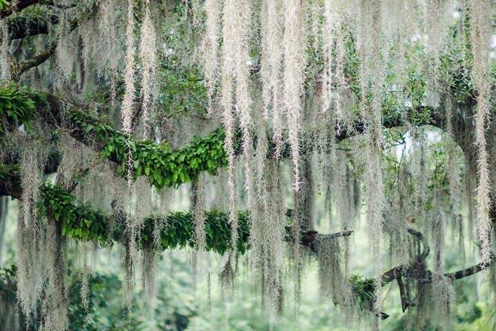Bonaventure Cemetery Walking Tour: Historic Savannah Live-Oak Walk photo 4