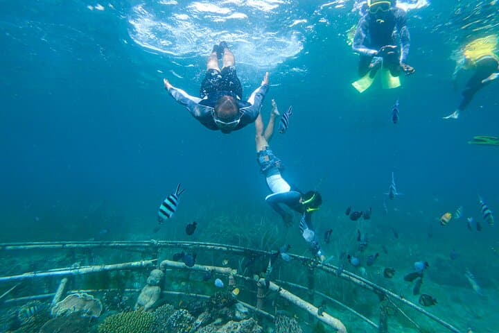 Bali Tropical Snorkeling and Mangrove Cruise — Snorkel Serangan Reefs & Turtle Island photo 4