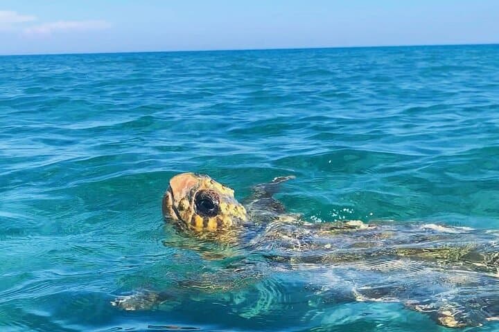 Glass-Bottom Turtle Boat Tour: Keri Caves & Marathonisi, Zakynthos photo 2