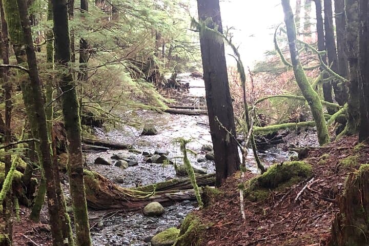 Exploring Ketchikan: A Personalized Private Group Tour through Southeast Alaska’s Cultural Heart photo 3