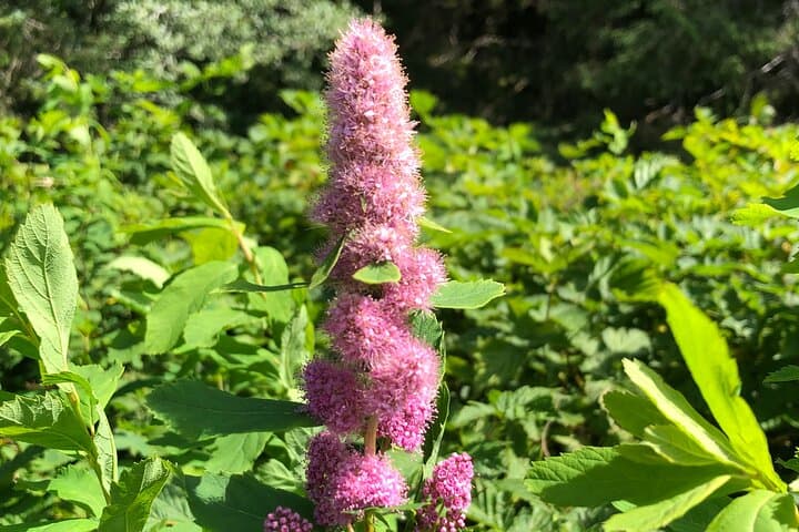 Exploring Ketchikan: A Personalized Private Group Tour through Southeast Alaska’s Cultural Heart photo 5