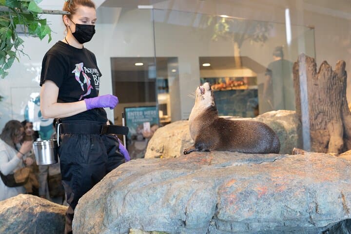 Explore Aquarium of the Bay: San Francisco Embarcadero Visitor Guide photo 4