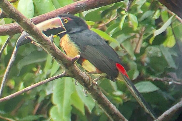 Cahuita National Park Guided Rainforest Walk and Bribri Waterfall Swim photo 5
