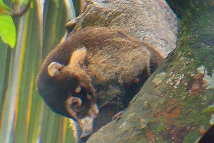 Cahuita National Park Guided Rainforest Walk and Bribri Waterfall Swim photo 6