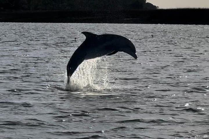 Private Charleston Dolphin and Eco Boat Tour from Folly Beach photo 2