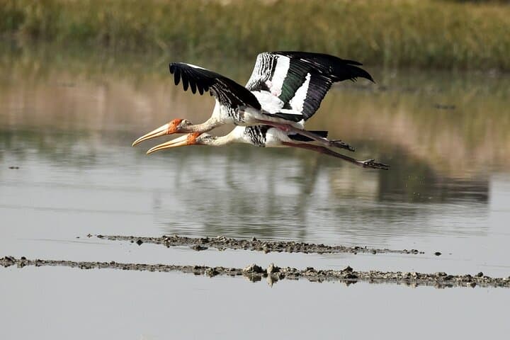 Sultanpur Birding from Delhi — Morning at Sultanpur Bird Sanctuary