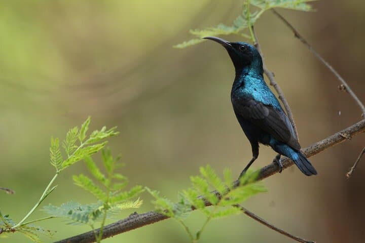 Sultanpur Birding from Delhi — Morning at Sultanpur Bird Sanctuary photo 5
