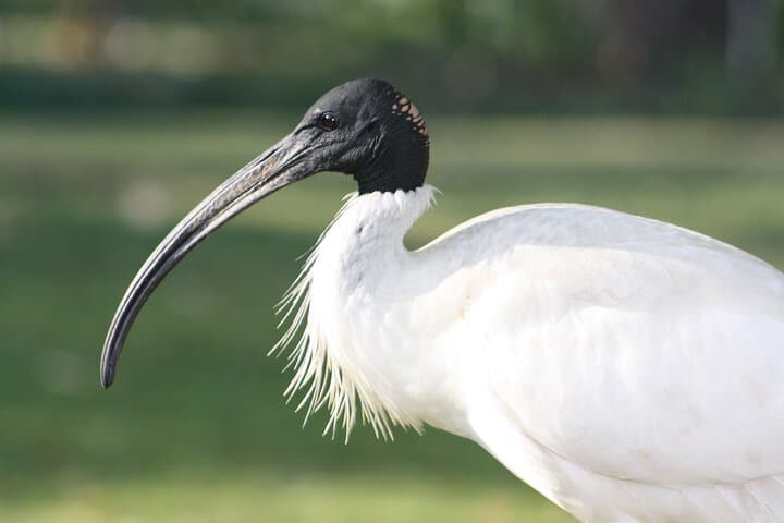 Sultanpur Bird Sanctuary Tour from Delhi — Migratory Birds & Blue Deer Walk