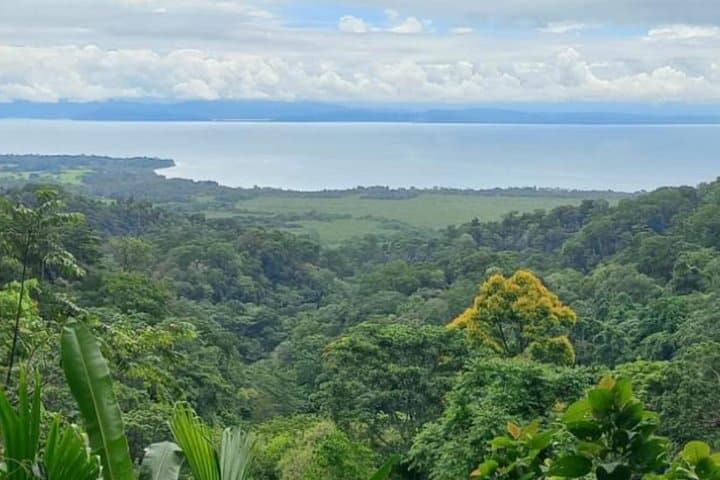 Osa Jungle Private Adventure: 4‑Hour Guided Wildlife Tour in Costa Rica photo 3