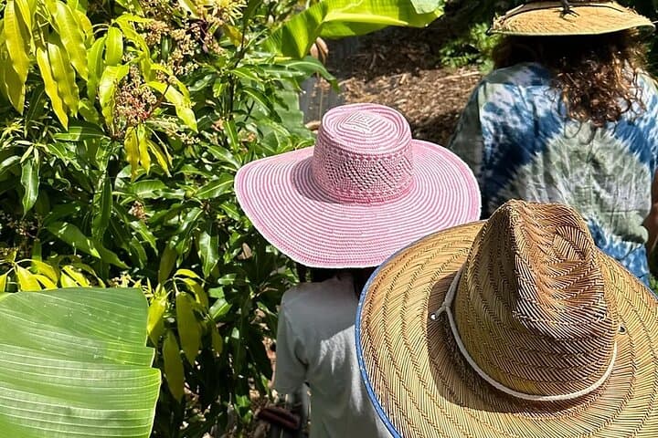 Regenerative Mango & Tropical Fruit Tour — West Maui Farm Experience photo 5