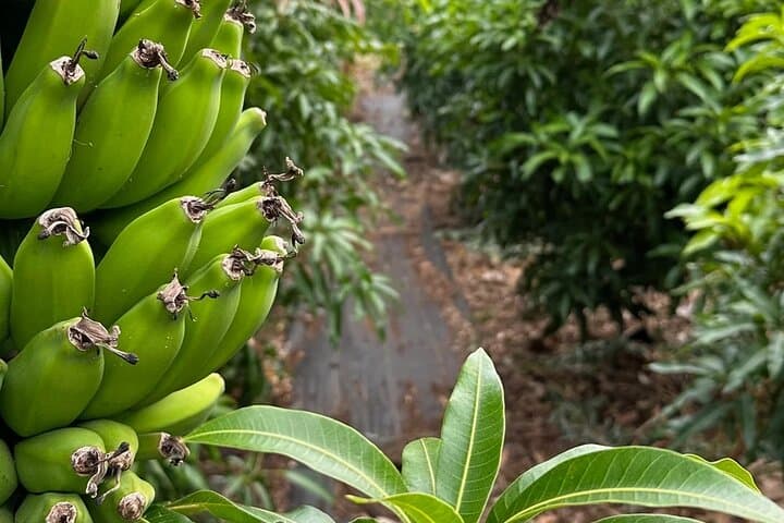Regenerative Mango & Tropical Fruit Tour — West Maui Farm Experience photo 6