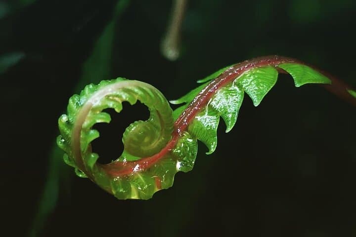 Monteverde Cloud Forest Hanging Bridges Nature Tour Guide photo 5