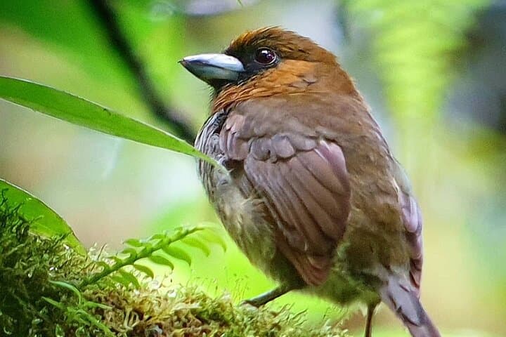 Monteverde Cloud Forest Hanging Bridges Nature Tour Guide photo 6