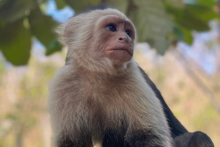 Monkey, Crocodile, Sloths & Beach Experience — Jaco Wildlife Tour photo 2