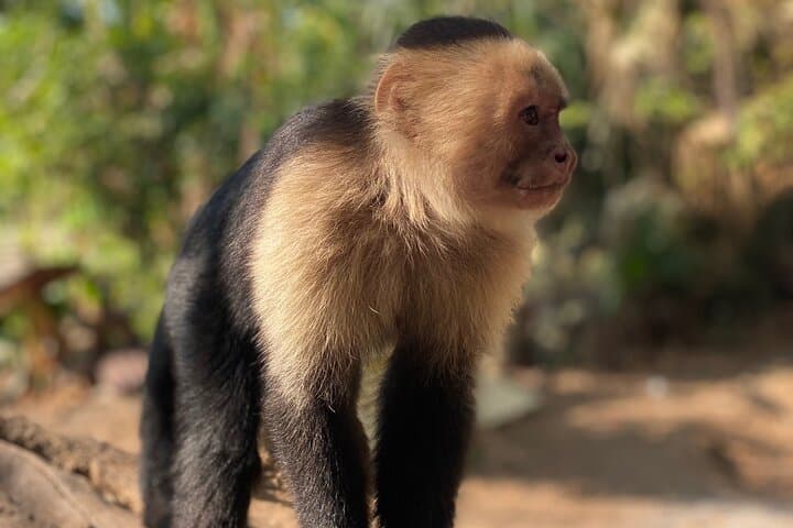 Monkey, Crocodile, Sloths & Beach Experience — Jaco Wildlife Tour photo 3