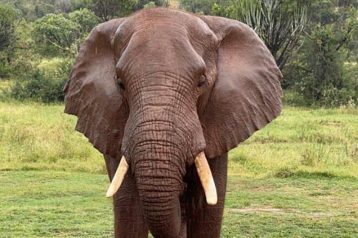 3-Day Kruger Safari and Panorama Route from Johannesburg photo 4
