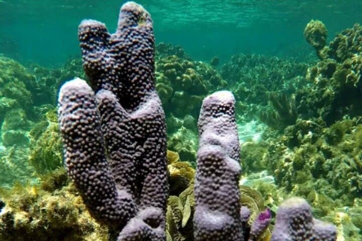 Roatán Adventure: Horseback Ride, Sloth Park & Glass-Bottom Reef Tour photo 5