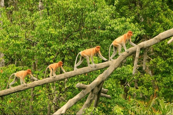 Sunset River Cruise to See Proboscis Monkeys and Fireflies from Kota Kinabalu