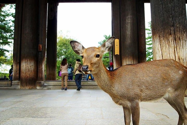 Customize Your One-Day Nara Tour: Deer, Todai-ji & Mount Wakakusa