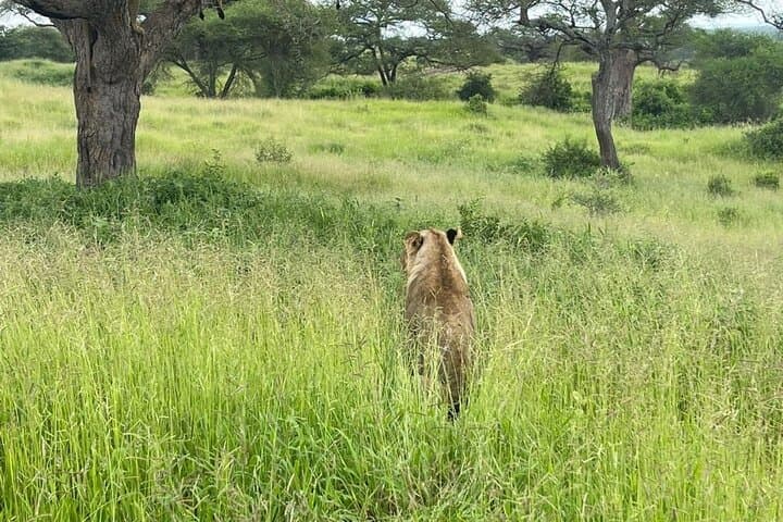 4-Day Zanzibar to Serengeti Luxury Safari: Tarangire, Ngorongoro & Balloon Experience photo 3