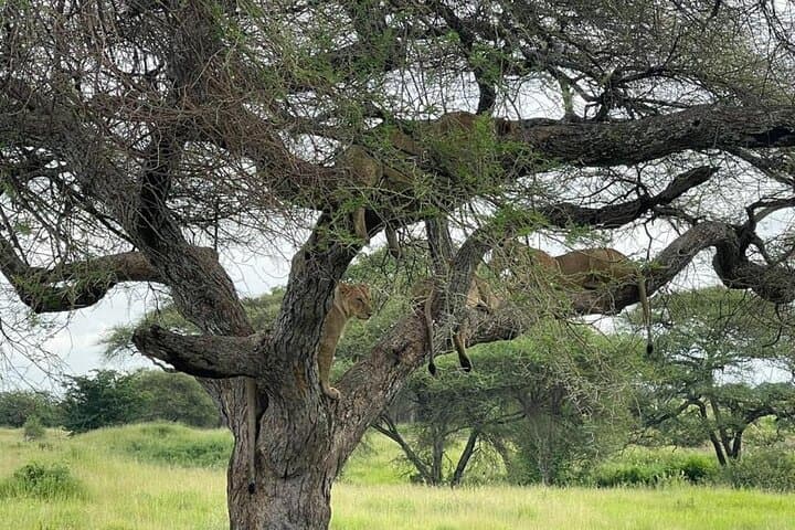 4-Day Zanzibar to Serengeti Luxury Safari: Tarangire, Ngorongoro & Balloon Experience photo 4
