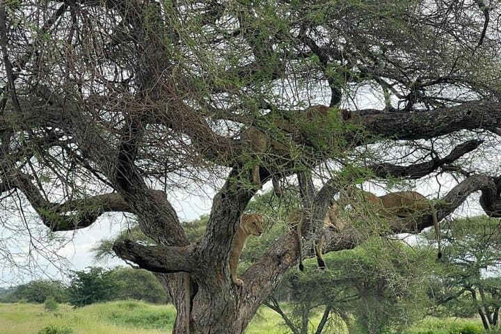 4-Day Zanzibar to Serengeti Luxury Safari: Tarangire, Ngorongoro & Balloon Experience photo 5